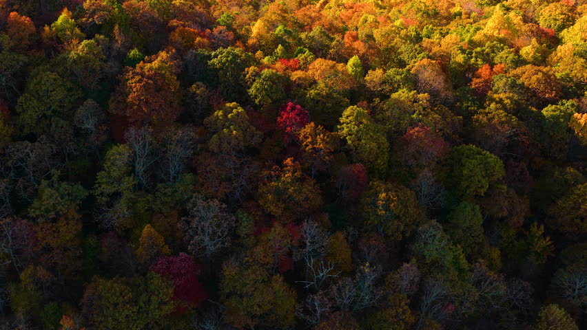 Beautiful fall scenery featuring dense mountain woodland covered in brilliant autumn colors. Warm sunset light enhances vibrant forest landscape.