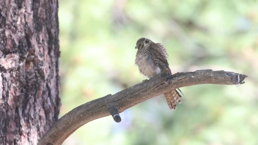 A fledgling American kestrel (Falco sparverius) perches on a bare branch and looks around in a Lassen County, California backyard