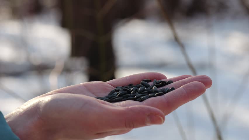Woman feeding cute tit bird to sunflower seeds at snowy woodland. Beautiful tomtit pecking food from female hand at winter forest. Small titmouse eating meal from arm of young girl at snow park
