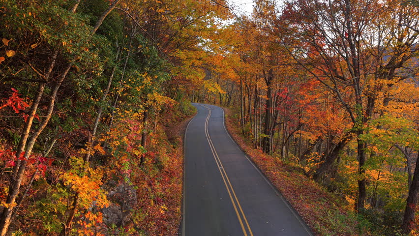 Empty mountain road surrounded by vivid fall foliage. Tranquil forest landscape perfect for seasonal travel.