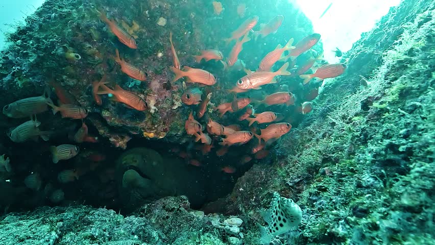 The spotted pattern of the Grace Kelly Grouper - Cromileptes altivelis - reminded observers of Grace Kelly’s iconic polka-dot dress from Alfred Hitchcock’s 1954 film Dial M for Murder