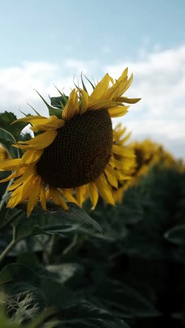 A close-up shot of bright yellow sunflowers blooming in a sun-drenched field during a summer day, with a gentle breeze subtly swaying the petals. It is ideal for use in commercial advertisements, seasonal travel campaigns, agricultural promotions, and educational content celebrating nature and summer beauty.
