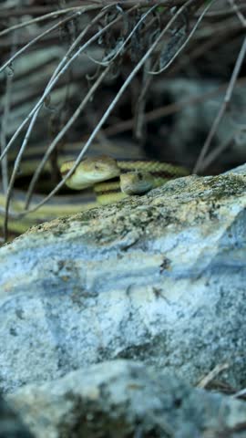 Gorgeous Yellow Rat Snake Courtship Mating Pair