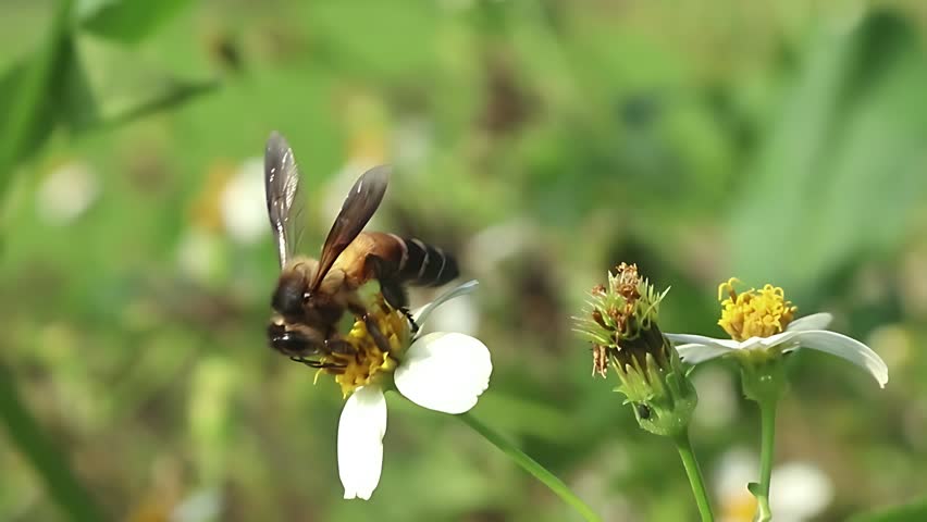 Beautiful 4K cinematic close up of a Giant Honey Bee (Apis dorsata) collecting pollen from white Bidens pilosa blossoms during a calm tropical morning with soft natural light