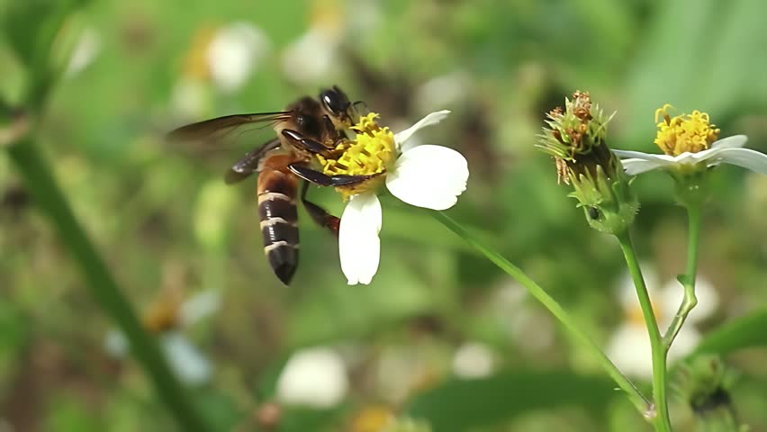 Beautiful 4K cinematic close up of a Giant Honey Bee (Apis dorsata) collecting pollen from white Bidens pilosa blossoms during a calm tropical morning with soft natural light