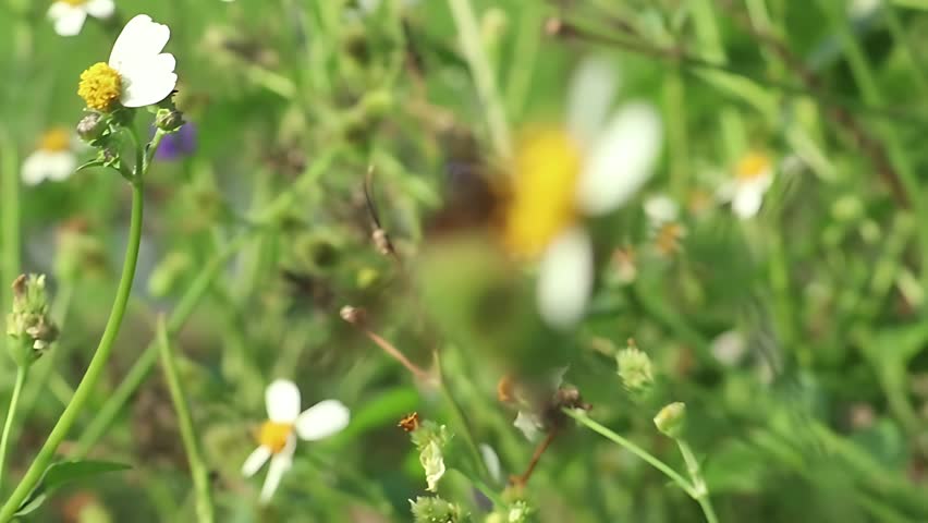 Beautiful 4K cinematic close up of a Giant Honey Bee (Apis dorsata) collecting pollen from white Bidens pilosa blossoms during a calm tropical morning with soft natural light