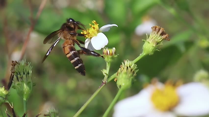 4K cinematic close up of a Giant Honey Bee (Apis dorsata) feeding on white Bidens pilosa flowers in gentle morning light, capturing natural nectar gathering and tropical pollination