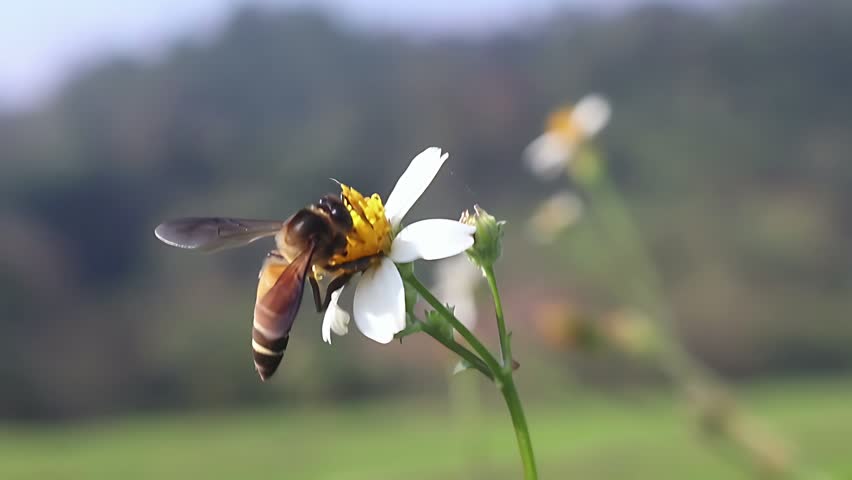 4K cinematic close up of a Giant Honey Bee (Apis dorsata) feeding on white Bidens pilosa flowers in gentle morning light, capturing natural nectar gathering and tropical pollination