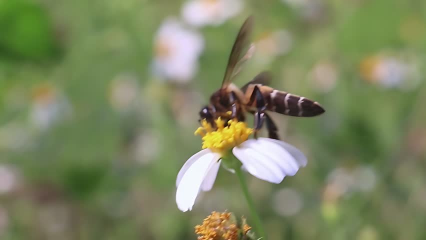 Beautiful 4K cinematic close up of a Giant Honey Bee (Apis dorsata) foraging on white Bidens pilosa blooms at sunrise, collecting nectar and pollen in a healthy tropical ecosystem