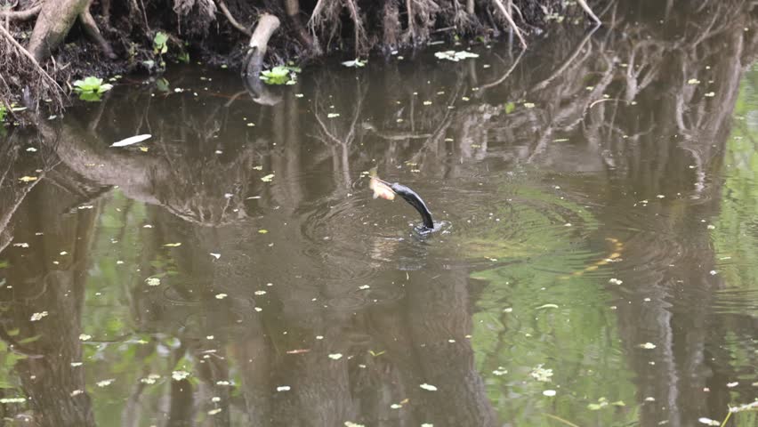 Anhinga eating fish in Corkscrew Naples Florida