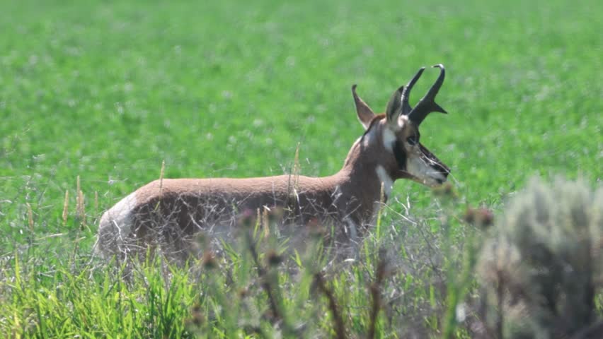 A pronghorn buck (Antilocapra americana) shakes his head at flies in a Modoc County, California hay field, then turns to look at the camera.