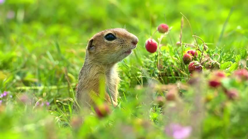 A beautiful close-up shot of a cute European ground squirrel (spermophilus) standing in a lush green meadow and chewing on a fresh wild strawberry, looking around alertly.