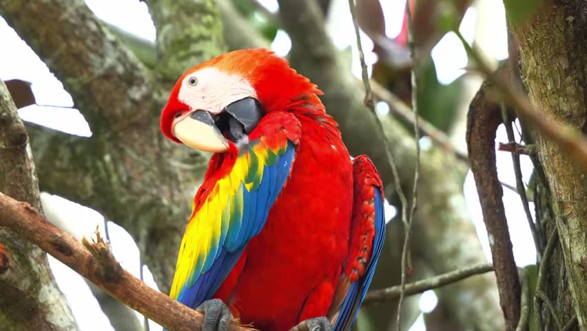 A colorful close-up shot of a magnificent scarlet macaw parrot perched on a mossy tree branch, carefully preening and cleaning its vibrant red, yellow, and blue feathers.
