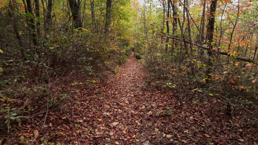 A peaceful forest path covered with fallen leaves winds through colorful autumn trees in Shenandoah National Park during daytime.