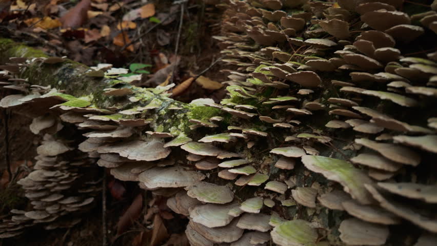Clusters of shelf mushrooms densely cover a fallen log under soft autumn light in Shenandoah National Park, surrounded by leafy forest floor and green foliage.
