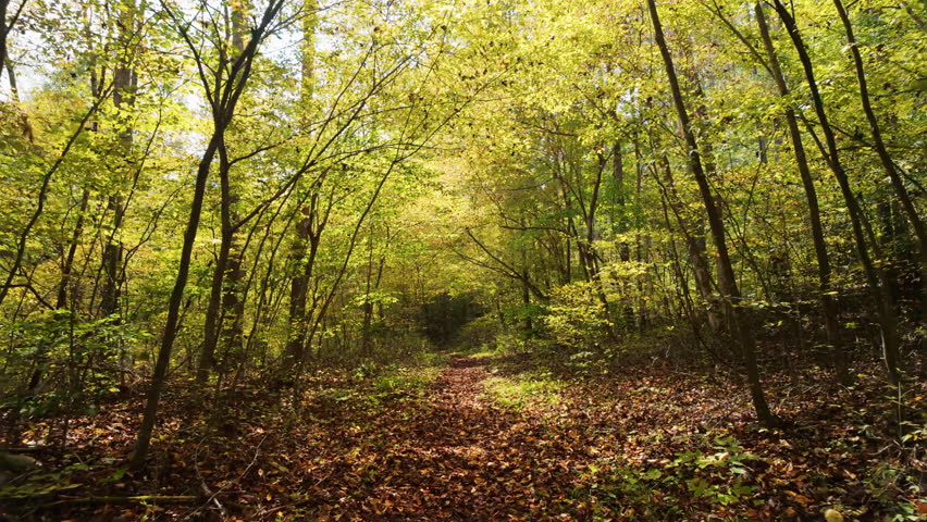 Golden autumn sunlight streams through yellowing leaves in a peaceful forest path in Shenandoah National Park.