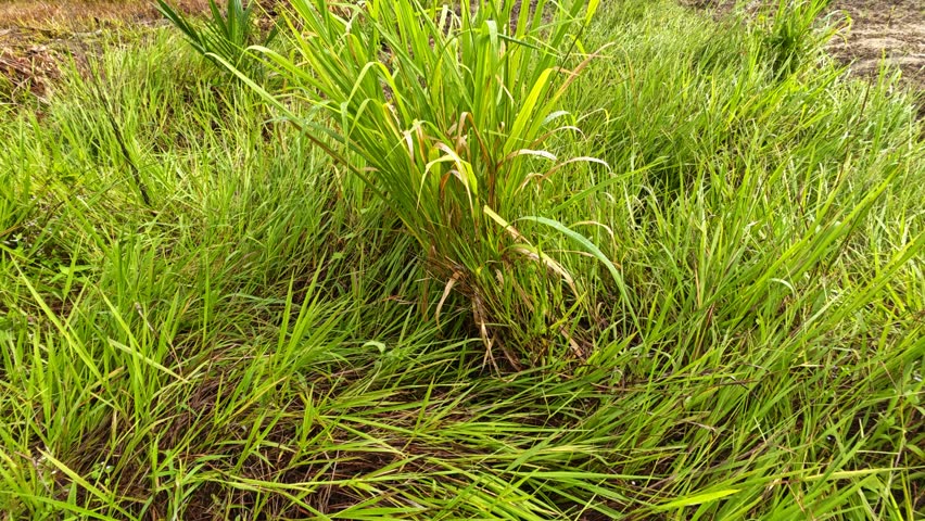 Landscape of the tall field of poaceae grasses on the overcast day sky growing along the rural dirt road pathway. 