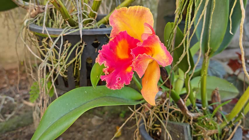 close shot of the hybrids orange and red colored dendrobium orchid flower. 