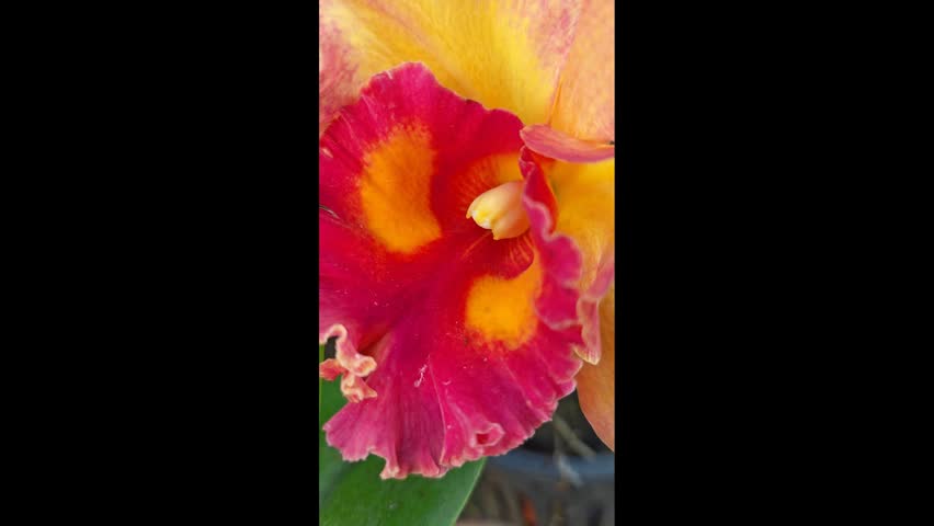 vertical footage of the hybrids orange and red colored dendrobium orchid flower.   