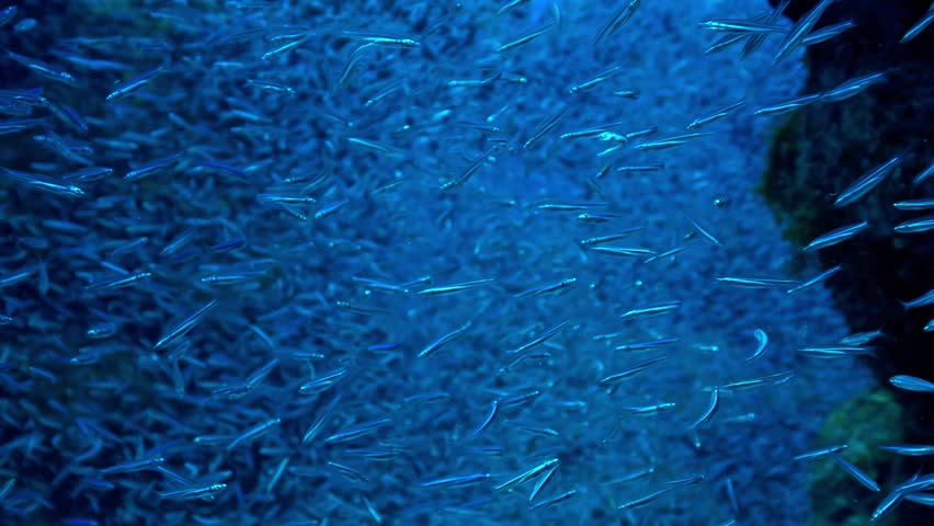 Underwater footage capturing dense swarm of tiny shimmering baitfish moving in synchronization within dark aquatic environment near coral rock wall displaying dynamic marine animal behavior.