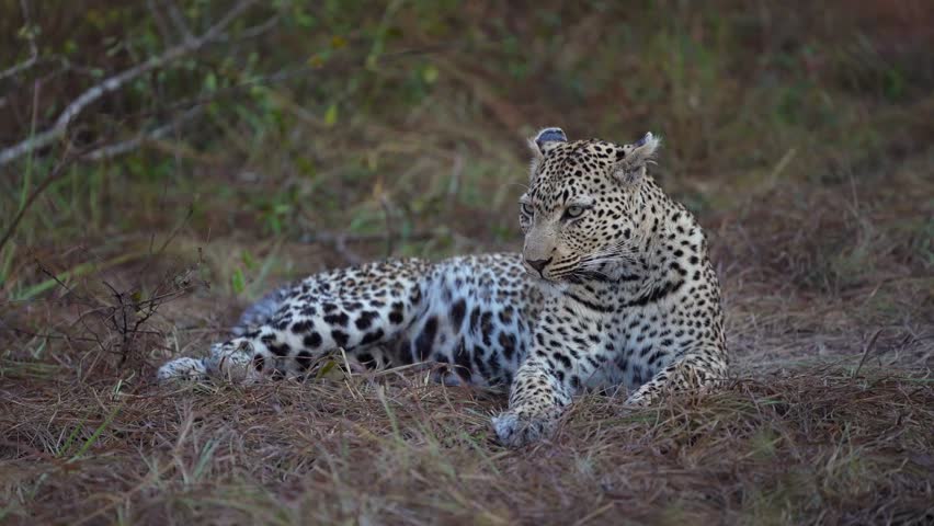 A female leopard lies quietly on the ground before sunrise in the African wilderness while scanning her surroundings, Sabi Sands Game Reserve.