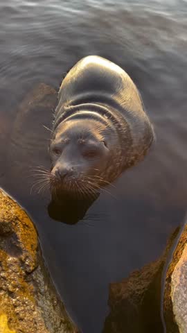 Cute harbor seal swimming in the water near rocky shore look at camera