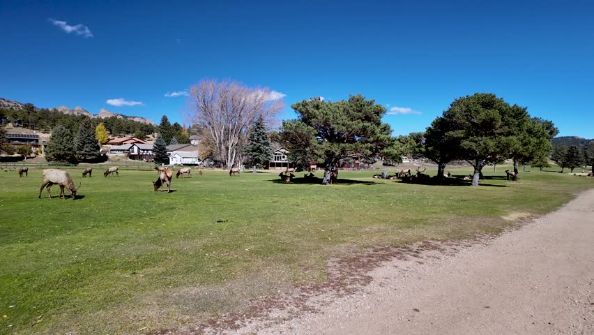 A herd of elk grazes peacefully in an open field in Estes Park, Colorado, with homes, pine trees, and the Rocky Mountains rising in the distance.