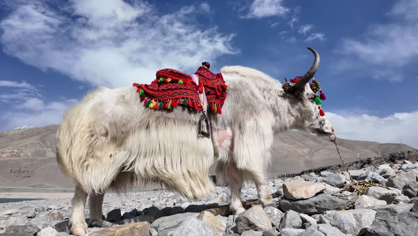 A decorated white yak standing beside Baisha Lake (White Sand Lake) along the Karakoram Highway in southern Xinjiang, China. The long-haired yak with colorful ornaments is a popular tourist attraction where visitors can ride and take photos against the turquoise lake, blue sky, and snow-capped mountains of the Pamir Plateau. Located on National Highway G314 between Kashgar and Taxkorgan, this scenic area showcases the unique natural landscape and cultural tourism of Xinjiang.