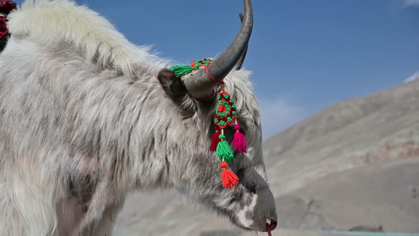 A decorated white yak standing beside Baisha Lake (White Sand Lake) along the Karakoram Highway in southern Xinjiang, China. The long-haired yak with colorful ornaments is a popular tourist attraction where visitors can ride and take photos against the turquoise lake, blue sky, and snow-capped mountains of the Pamir Plateau. Located on National Highway G314 between Kashgar and Taxkorgan, this scenic area showcases the unique natural landscape and cultural tourism of Xinjiang.