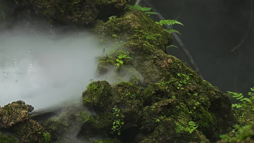 Thick fog over green moss and ferns.