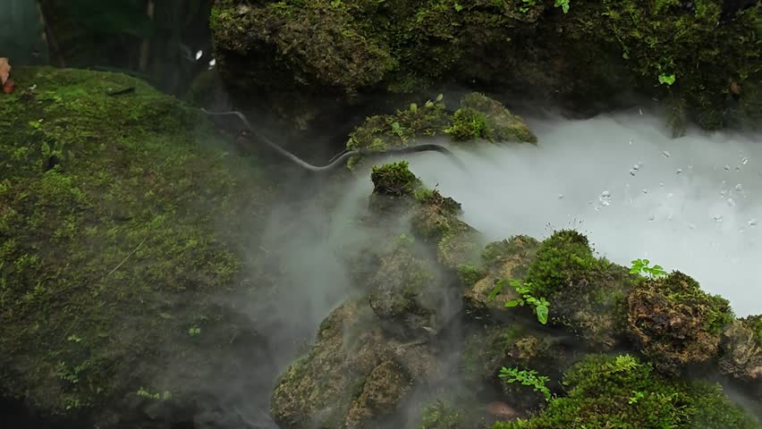 Thick fog over green moss and ferns.