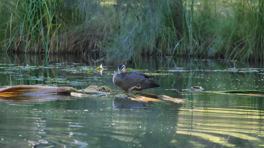 Duck sitting on the water