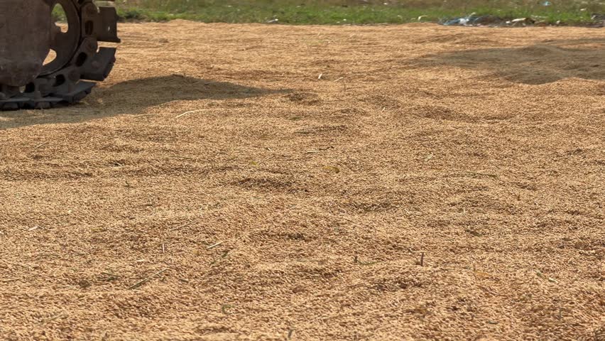 Tracked farm machinery moves across a layer of drying rice in a farmyard during routine agricultural work. Local farming