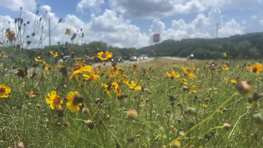 Colorful wildflowers blooming beside a roadside meadow in Austin, Texas, swaying gently under dramatic summer clouds on a bright sunny day.