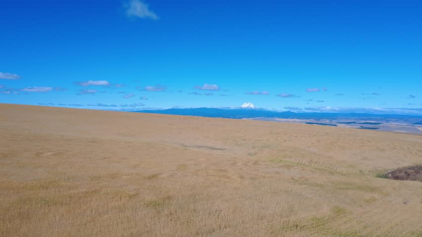 Rippling hills of wheat in wind with Mount Hood background.