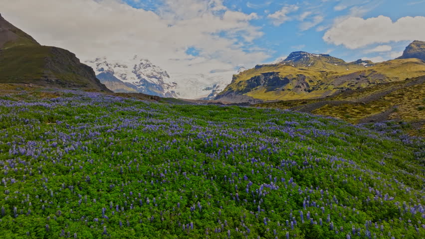 Cinematic aerial flight above vibrant purple lupine fields toward the spectacular Fjallsárlón Glacier in Iceland, revealing dramatic mountains, glacial ice and breathtaking summer scenery.