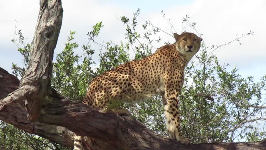 Wild African Cheetah in a tree resting on a Branch
