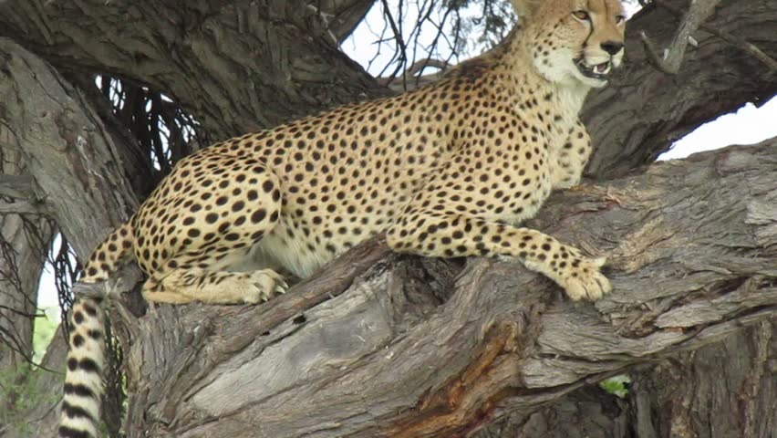 Wild African Cheetah in a tree resting on a Branch
