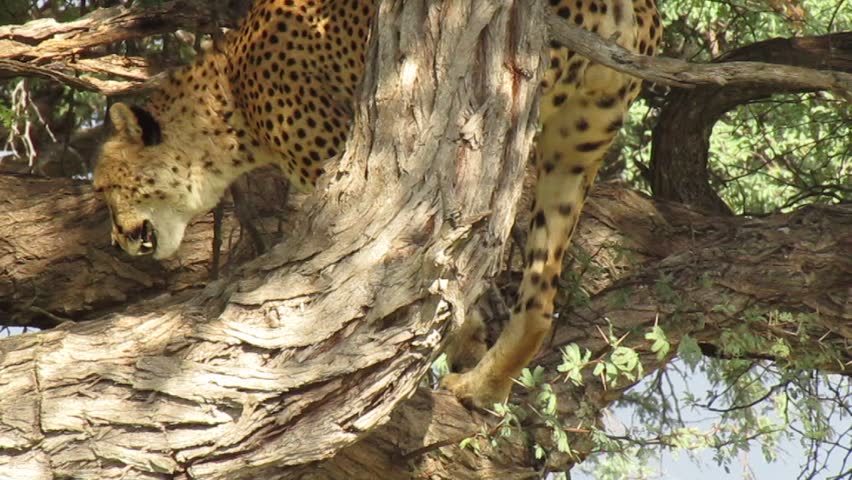 Wild African Cheetah in a tree resting on a Branch
