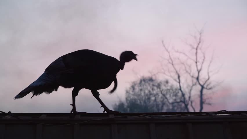 Silhouette of a Wild Tom Turkey Walking at Sunset
Description: A side-profile silhouette of a large wild tom turkey walking along a ridge at dawn or dusk.