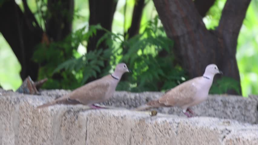 Pair of alert Eurasian collared doves perched together on a concrete wall outdoors.