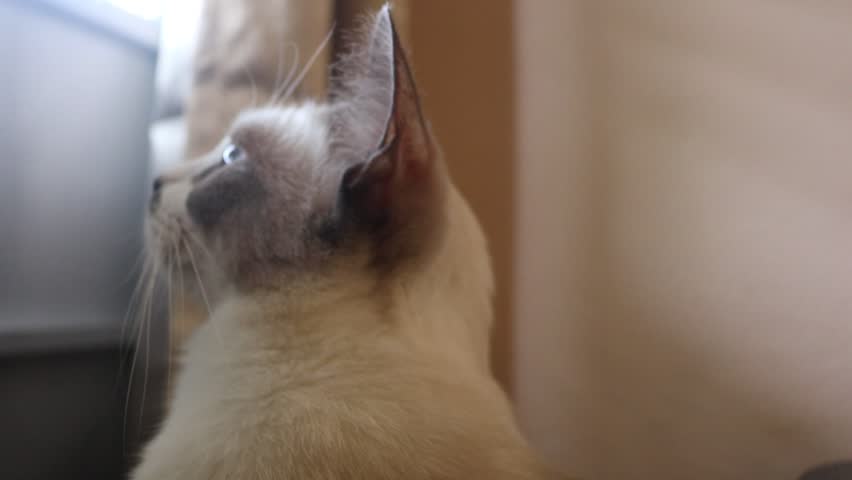 Close-up of a cute Siamese cat looking up with beautiful blue eyes.