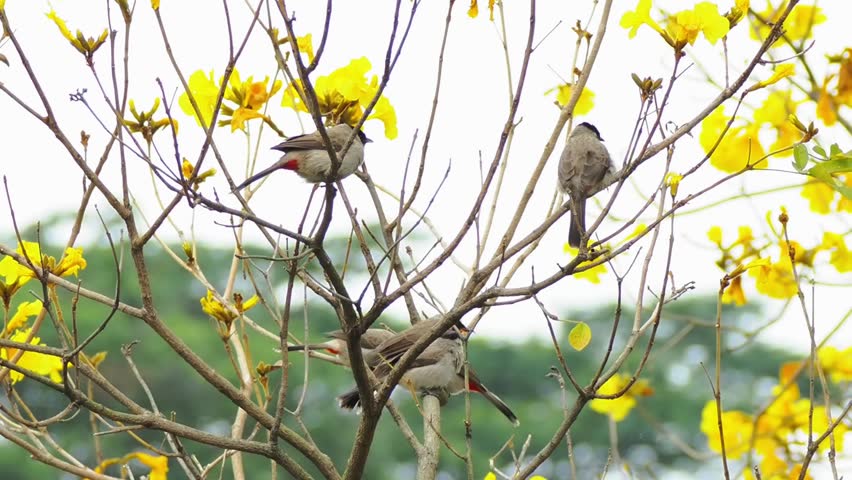 A flock of wild birds perched on tree branches surrounded by vibrant blooming yellow flowers, spring nature wildlife