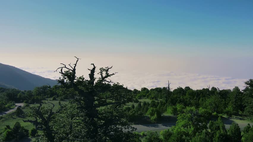 Mountain landscape with green forest trees and blue sky