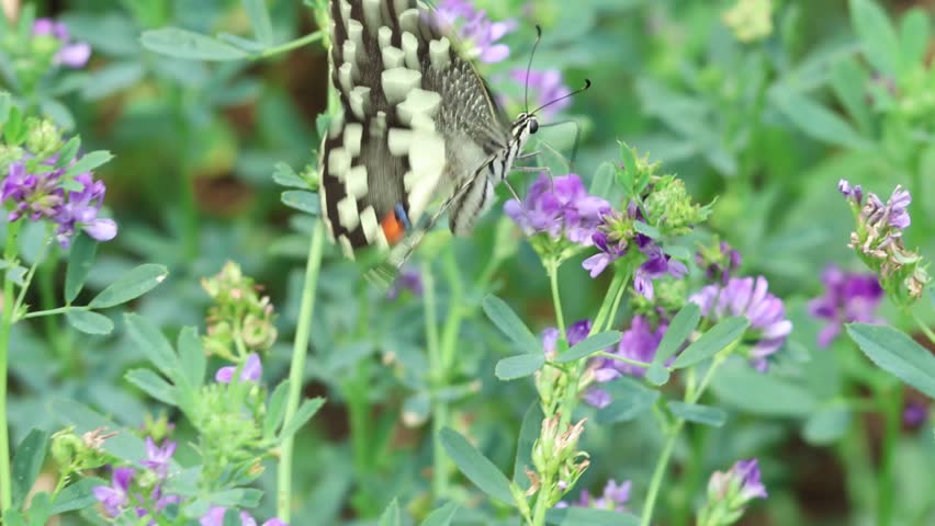 Close-up of a beautiful swallowtail butterfly feeding on purple duranta flowers in the garden.
