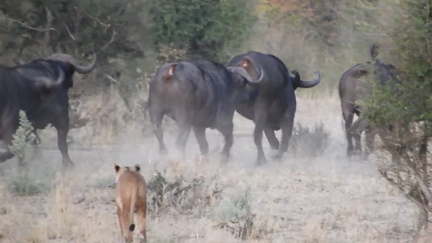 African Lion (Panthera leo) Pride Hunting Cape Buffalo in the Wild
