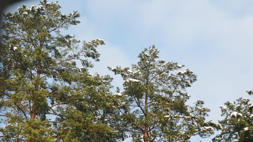 Looking through a window at a quiet pine forest with tall trees gently moving in the daylight breeze.