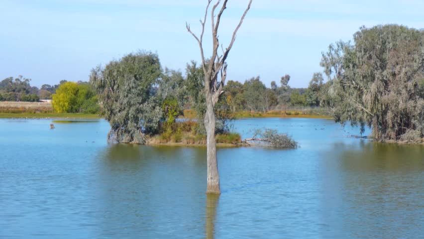 Dry wetland landscape with birds