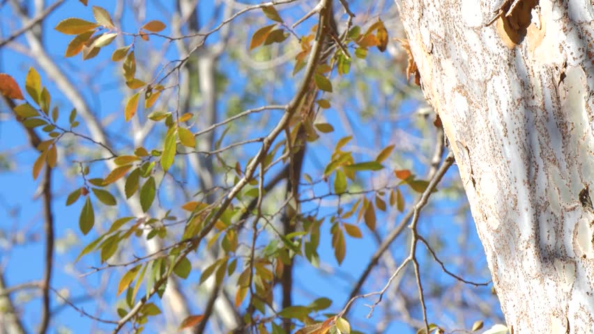 Autumn tree in the wind