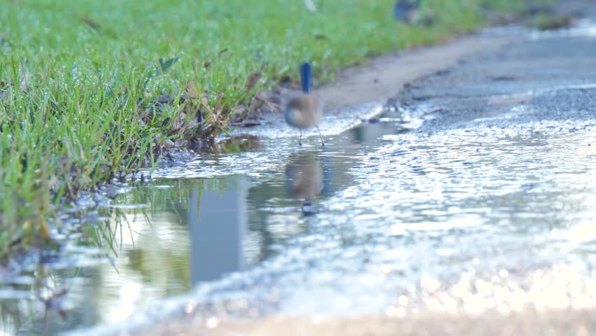Bird jumping over the water puddle